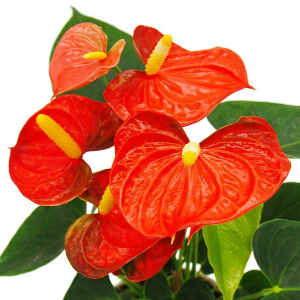 Fleur De Flamant Rose - Anthurium Andreanum - Anthurium - Pot 12cm - "orange Champion 3 Fleur De Flamant Rose - Anthurium Andreanum - Anthurium - Pot 12cm - "orange Champion – Image 3
