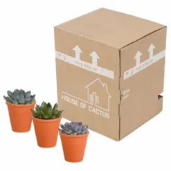 Echeveria Et Leurs Caches-pots Terracotta, Box De 3 Plantes - H12cm, ø9,5cm - Plantes D'intérieur -Promos Jardesia Magasin b844b44b7419e9dd