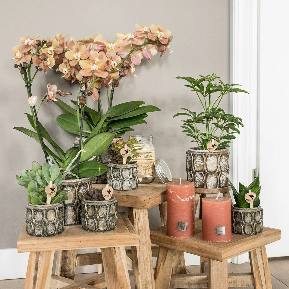 Schefflera Bush - H36cm, ø9cm - Plante D'intérieur 4 Schefflera Bush - H36cm, ø9cm - Plante D'intérieur – Image 4