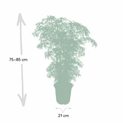 Polyscias Fruticosa - H75cm, ø21cm - Grande Plante D'intérieur -Promos Jardesia Magasin b9798b8f80726a4a