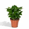 Caféier Arabica - H25cm, ø12cm - Plante D'intérieur