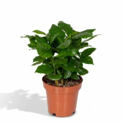Caféier Arabica - H25cm, ø12cm - Plante D'intérieur