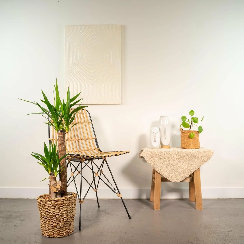 Yucca Xl - H100cm, ø21cm - Très Grande Plante D'intérieur 2 Yucca Xl - H100cm, ø21cm - Très Grande Plante D'intérieur – Image 2