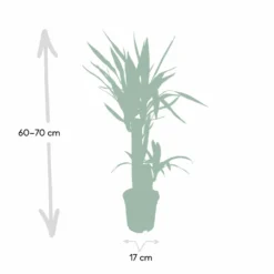 Yucca - H85cm, ø17cm - Grande Plante D'intérieur -Promos Jardesia Magasin bb6cff045cc12a93