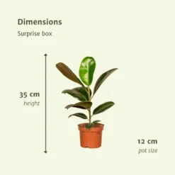 Box Suprise X6 - Plantes D'intérieur 7 Box Suprise X6 - Plantes D'intérieur -Promos Jardesia Magasin bb903151827f8d7f