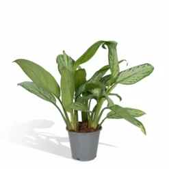 Aglaonema Christina - H30cm, ø12cm - Plante D'intérieur
