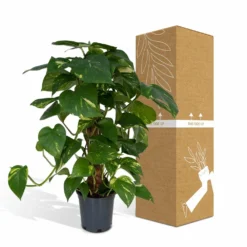 Epipremnum Aureum Et Son Tuteur - H60cm, ø15cm - Plante D'intérieur Tombante 9 Epipremnum Aureum Et Son Tuteur - H60cm, ø15cm - Plante D'intérieur Tombante -Promos Jardesia Magasin bd7e46b268289aae