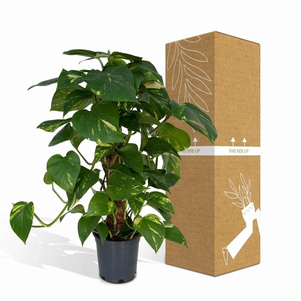 Epipremnum Aureum Et Son Tuteur - H60cm, ø15cm - Plante D'intérieur Tombante 5 Epipremnum Aureum Et Son Tuteur - H60cm, ø15cm - Plante D'intérieur Tombante – Image 5