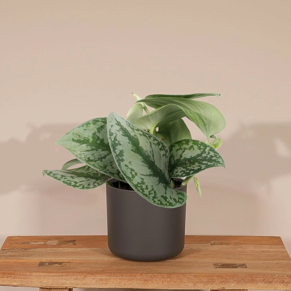 Pothos Scindapsus Pictus Epipremnum - H15cm, ø12cm - Plante D'intérieur Tombante 2 Pothos Scindapsus Pictus Epipremnum - H15cm, ø12cm - Plante D'intérieur Tombante – Image 2