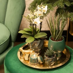 Haworthia Limifolia - ø6cm - H11cm, ø6cm - Plante D'intérieur 7 Haworthia Limifolia - ø6cm - H11cm, ø6cm - Plante D'intérieur -Promos Jardesia Magasin bf7305019d958c28