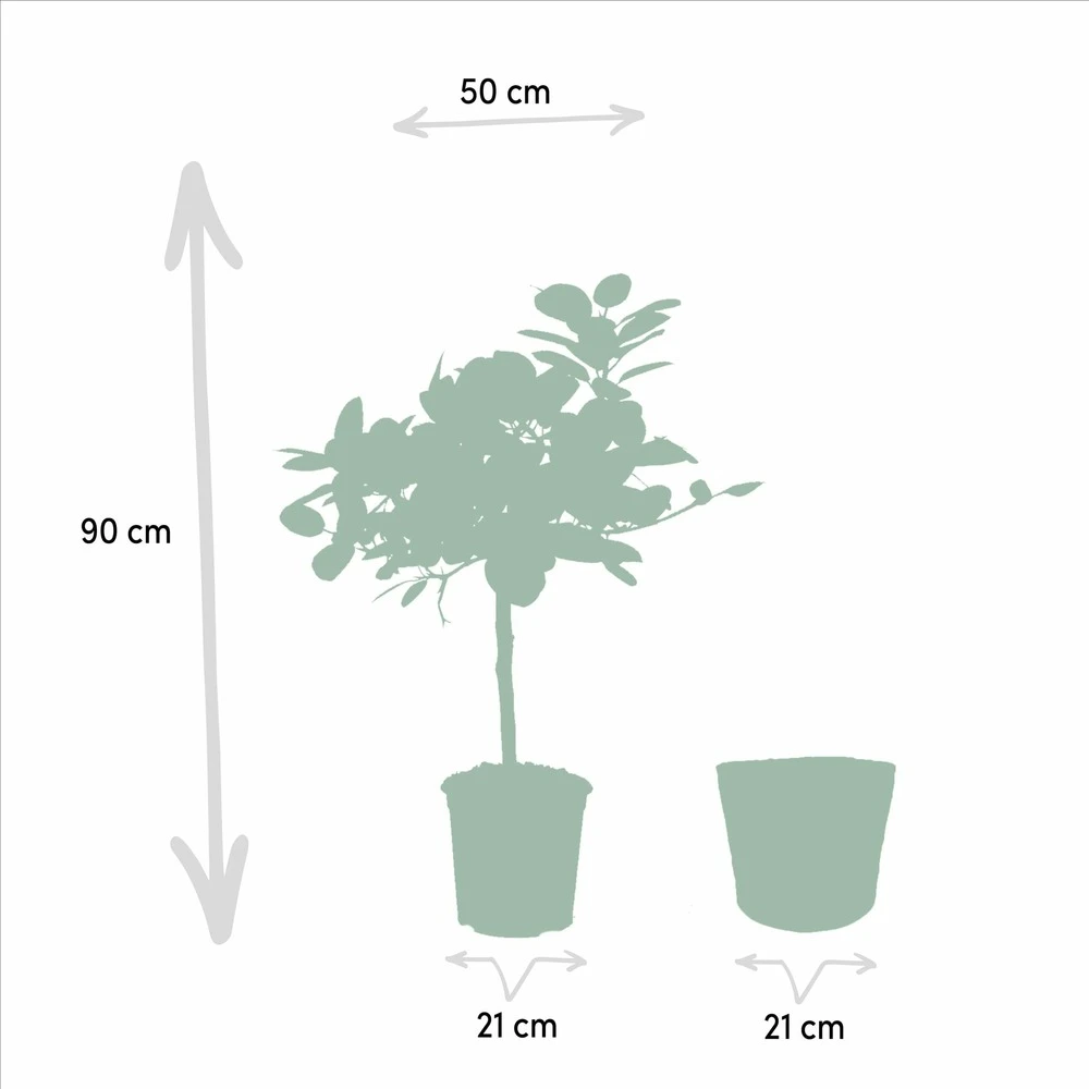 Ficus Elastica Melany, Ficus Benghalensis Audrey Et Leurs Paniers Noirs, Duo De Plantes - Grandes Plantes D'intérieur 4 Ficus Elastica Melany, Ficus Benghalensis Audrey Et Leurs Paniers Noirs, Duo De Plantes - Grandes Plantes D'intérieur – Image 4