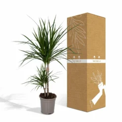 Dracaena Marginata - H70cm, ø17cm - Grande Plante D'intérieur 9 Dracaena Marginata - H70cm, ø17cm - Grande Plante D'intérieur -Promos Jardesia Magasin c0237836549ac892