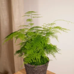 Asparagus Plumosus - H35cm, ø12cm - Plante D'intérieur -Promos Jardesia Magasin c301af96bda26c03