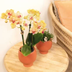 Orchidée Orange Phalaenopsis - H35cm, ø9cm - Plante D'intérieur Fleurie -Promos Jardesia Magasin c3575bfd74a33c8f