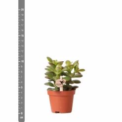 Crassula - H11cm, ø6cm - Plante D'intérieur -Promos Jardesia Magasin c4e1906cdfe0566b