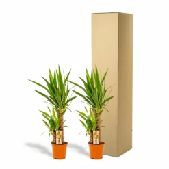 Yucca X2 - H90cm, ø17cm - Grandes Plantes D'intérieur 9 Yucca X2 - H90cm, ø17cm - Grandes Plantes D'intérieur -Promos Jardesia Magasin c6d5abe3bceca92c