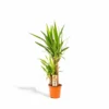 Yucca - H90cm, ø17cm - Grande Plante D'intérieur