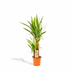 Yucca - H90cm, ø17cm - Grande Plante D'intérieur