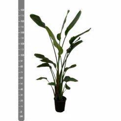 Strelitzia Nicolai Xxl - H180cm, ø24cm - Très Grande Plante D'intérieur -Promos Jardesia Magasin c8034890acb344ba