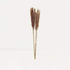 Plumeaux Plante Pampa Brun 70cm Lot De 12