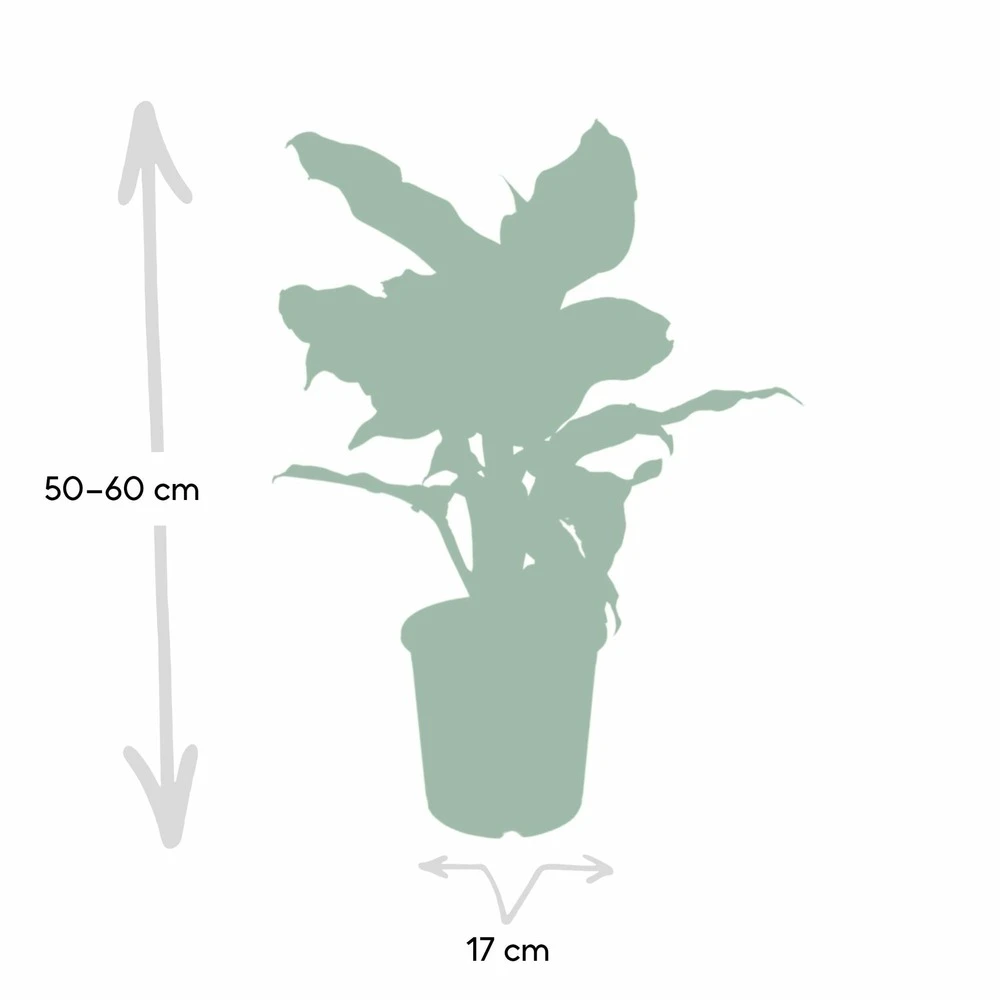 Dieffenbachia Mars - H50cm, ø17cm - Plante D'intérieur 4 Dieffenbachia Mars - H50cm, ø17cm - Plante D'intérieur – Image 4