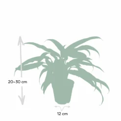 Aglaonema Cutlass - H30cm, ø12cm - Plante D'intérieur -Promos Jardesia Magasin c9dc5e5418892025