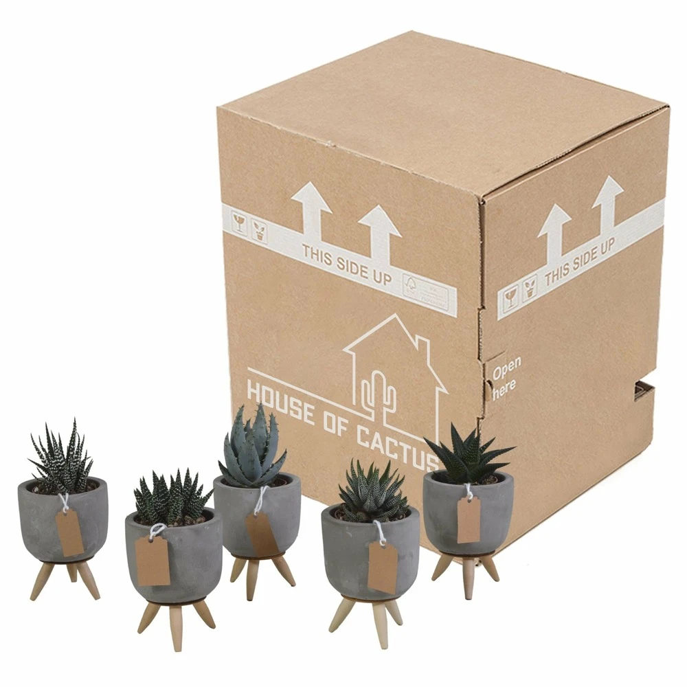 Gasteria, Haworthia Et Leurs Caches-pots, Box De 5 Plantes - H11cm, ø6,5cm - Plantes D'intérieur 3 Gasteria, Haworthia Et Leurs Caches-pots, Box De 5 Plantes - H11cm, ø6,5cm - Plantes D'intérieur – Image 3