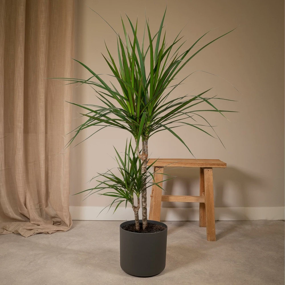 Dracaena Marginata - H70cm, ø17cm - Grande Plante D'intérieur 2 Dracaena Marginata - H70cm, ø17cm - Grande Plante D'intérieur – Image 2
