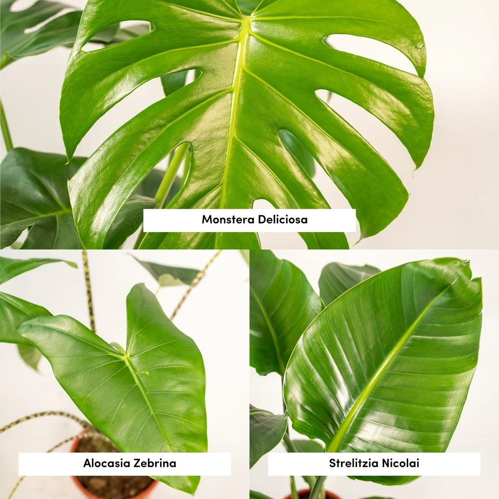 Delicious Monstera, Alocasia Zebrina, Strelitzia Nicolai - Plantes D'intérieur 3 Delicious Monstera, Alocasia Zebrina, Strelitzia Nicolai - Plantes D'intérieur – Image 3