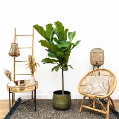 Ficus Lyrata Xl - H150cm, ø30cm - Très Grande Plante D'intérieur 6 Ficus Lyrata Xl - H150cm, ø30cm - Très Grande Plante D'intérieur -Promos Jardesia Magasin cbf3a6952e7e701c