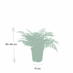 Asplenium Parvati - H30cm, ø17cm - Plante D'intérieur -Promos Jardesia Magasin cc2153ee3557ed44