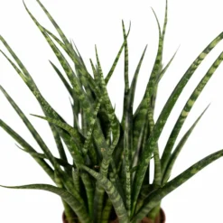 Sansevieria Fernwood Punk - H30cm, ø12cm - Plante D'intérieur Sans Entretien 7 Sansevieria Fernwood Punk - H30cm, ø12cm - Plante D'intérieur Sans Entretien -Promos Jardesia Magasin cda90238b05458e8