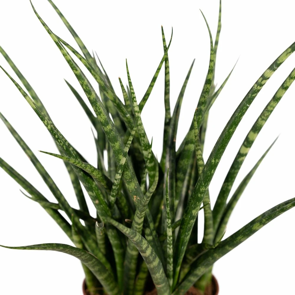 Sansevieria Fernwood Punk - H30cm, ø12cm - Plante D'intérieur Sans Entretien 3 Sansevieria Fernwood Punk - H30cm, ø12cm - Plante D'intérieur Sans Entretien – Image 3