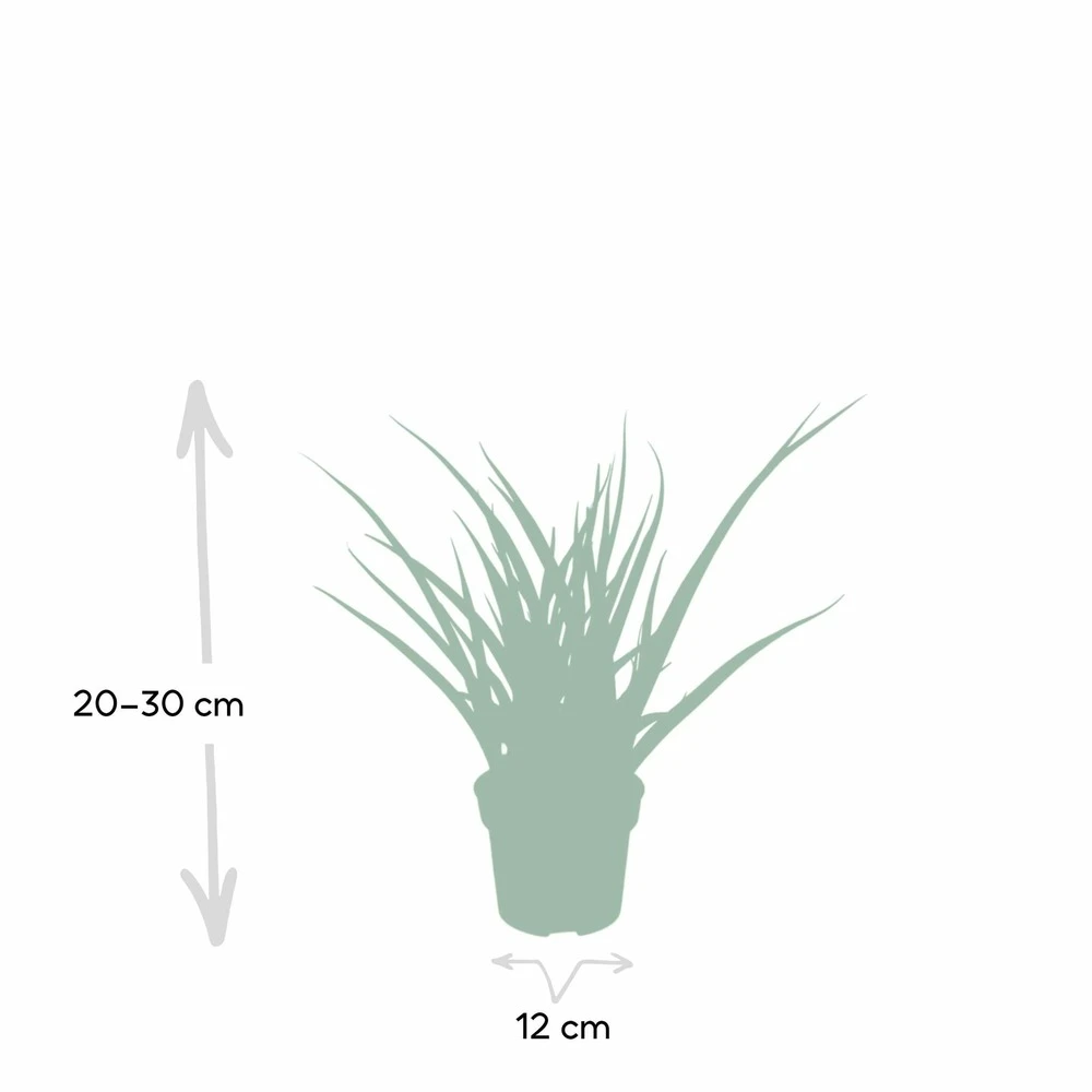 Sansevieria Fernwood Punk - H30cm, ø12cm - Plante D'intérieur Sans Entretien 4 Sansevieria Fernwood Punk - H30cm, ø12cm - Plante D'intérieur Sans Entretien – Image 4