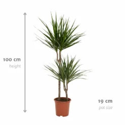 Dracaena Marginata - H100cm, ø19cm - Très Grande Plante D'intérieur 8 Dracaena Marginata - H100cm, ø19cm - Très Grande Plante D'intérieur -Promos Jardesia Magasin cf8d0162456f62c4