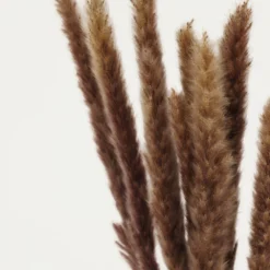 Plumeaux Plante Pampa Brun 70cm Lot De 12 -Promos Jardesia Magasin d05ac1695817270a