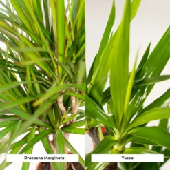Yucca, Dracaena, Duo De Plantes - Grandes Plantes D'intérieur -Promos Jardesia Magasin d1d1d0ea17925e83
