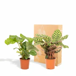 Calathea Makoyana, Calathea Orbifolia, Duo De Plantes - Plantes D'intérieur -Promos Jardesia Magasin d2984aa7b87765fb