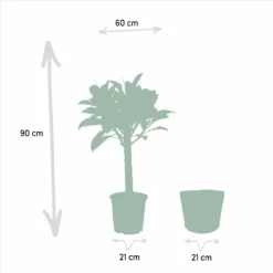 Ficus Elastica Melany, Ficus Benghalensis Audrey Et Leurs Paniers Noirs, Duo De Plantes - Grandes Plantes D'intérieur 9 Ficus Elastica Melany, Ficus Benghalensis Audrey Et Leurs Paniers Noirs, Duo De Plantes - Grandes Plantes D'intérieur -Promos Jardesia Magasin d392f1d78de46b53