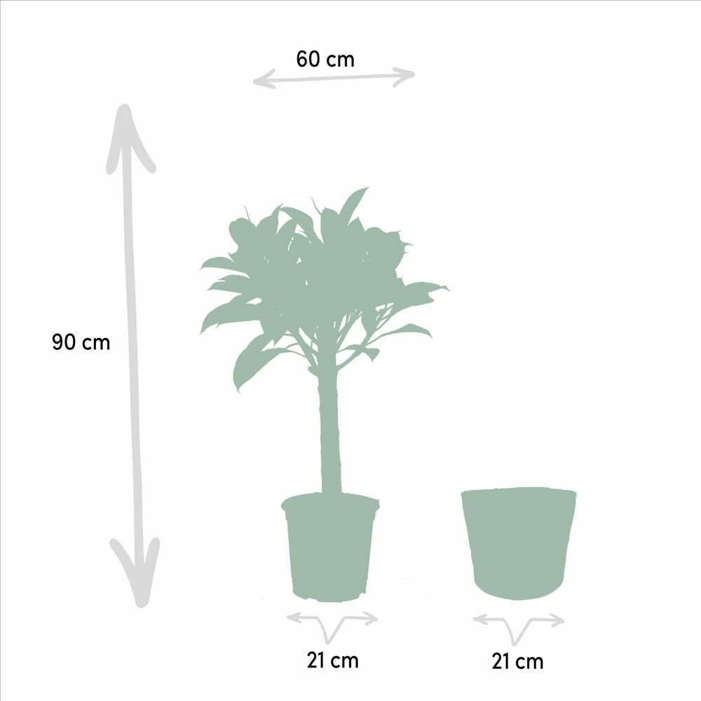 Ficus Elastica Melany, Ficus Benghalensis Audrey Et Leurs Paniers Noirs, Duo De Plantes - Grandes Plantes D'intérieur 5 Ficus Elastica Melany, Ficus Benghalensis Audrey Et Leurs Paniers Noirs, Duo De Plantes - Grandes Plantes D'intérieur – Image 5