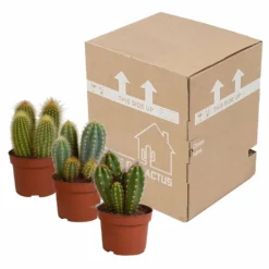 Cactus, Box De 3 Plantes - H15cm, ø10,5cm - Plantes D'intérieur 7 Cactus, Box De 3 Plantes - H15cm, ø10,5cm - Plantes D'intérieur -Promos Jardesia Magasin d459fa507b1fa377