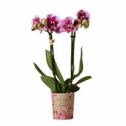 Orchidée Rose/violet Phalaenopsis - H35cm, ø9cm - Plante D'intérieur Fleurie