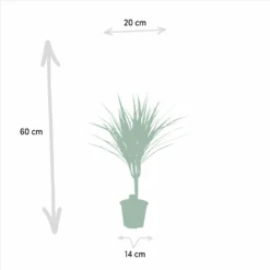 Dracaena Marginata - H60cm, ø14cm - Plante D'intérieur -Promos Jardesia Magasin d87a633f9933e9c0