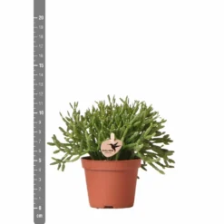 Rhipsalis Baccifera - H10cm, ø6cm - Plante D'intérieur 9 Rhipsalis Baccifera - H10cm, ø6cm - Plante D'intérieur -Promos Jardesia Magasin d8a9a5d59c839e84