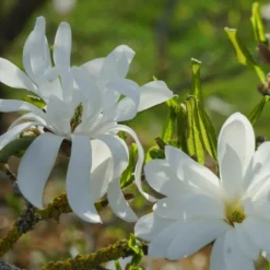 Magnolia étoilé Stellata/pot De 4l - 40/60 Cm -Promos Jardesia Magasin d8d2b549ab6873c6