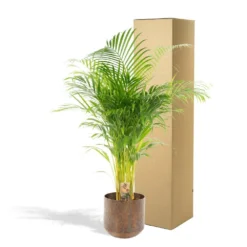 Palmier Areca Xl Et Son Cache-pot - H130cm, ø24cm - Très Grande Plante D'intérieur -Promos Jardesia Magasin d9205f92e239750e