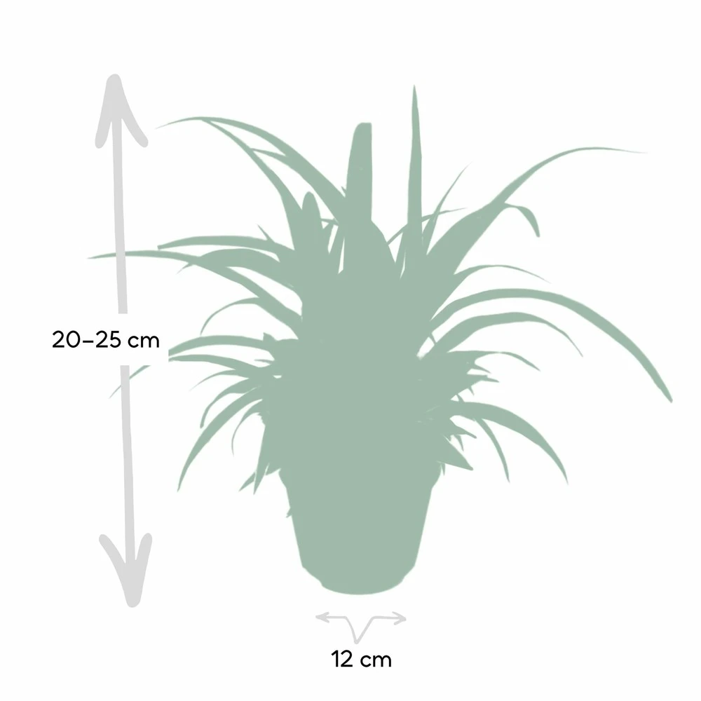 Chlorophytum - H25cm, ø12cm - Plante D'intérieur 4 Chlorophytum - H25cm, ø12cm - Plante D'intérieur – Image 4