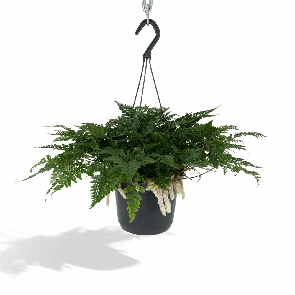 Humata Tyermannii - H20cm, ø17cm - Plante D'intérieur Tombante 1 Humata Tyermannii - H20cm, ø17cm - Plante D'intérieur Tombante