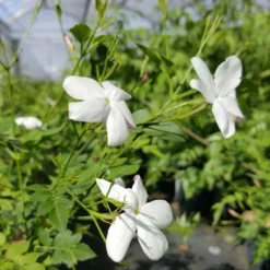 Jasmin De Grasse' - Jasminum Grandiflorum 3l 7 Jasmin De Grasse' - Jasminum Grandiflorum 3l -Promos Jardesia Magasin db74d1bfad2ddd70