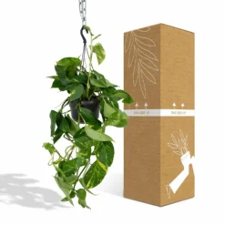 Epipremnum Aureum Scindapsus - H25cm, ø15cm - Plante D'intérieur Tombante -Promos Jardesia Magasin db9b20f124efbe7d